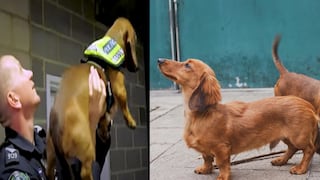 La policía de Australia presenta a sus nuevos refuerzos de la unidad canina: perros salchichas | VIDEO