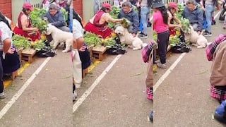 Perrito es llevado por su dueño al mercado para que le hagan una limpieza espiritual
