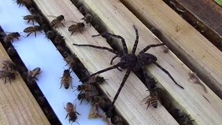 YouTube: video muestra el terrible ataque de una colonia de abejas a una araña