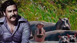 Buscan asesinar a inocentes hipopótamos de Pablo Escobar y arman campaña contra ellos | VIDEO
