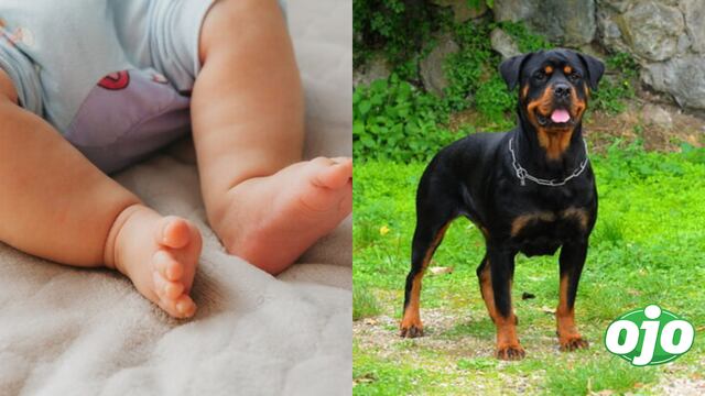 SJL: Dos rottweilers matan a bebé de 3 meses en su vivienda tras descuido de su tía