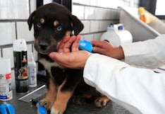 Reducen impuestos a ciudadanos que adopten un perro en Italia