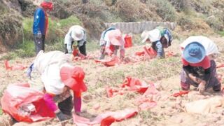 Estrés hídrico perjudica al sector agrícola: ¿Qué alimentos están en riesgo?
