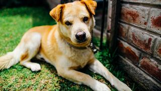 Mascota: ¿Cuáles son las responsabilidades de las empresas de transporte en el traslado?