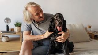 Consejos para cuidar mejor a su perro adulto mayor