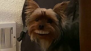 Un perro le roba la dentadura a su dueño y desata las carcajadas de miles con su nuevo aspecto