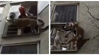 Terremoto en México: conmovedor rescate de otro perrito da la vuelta al mundo (VIDEO)