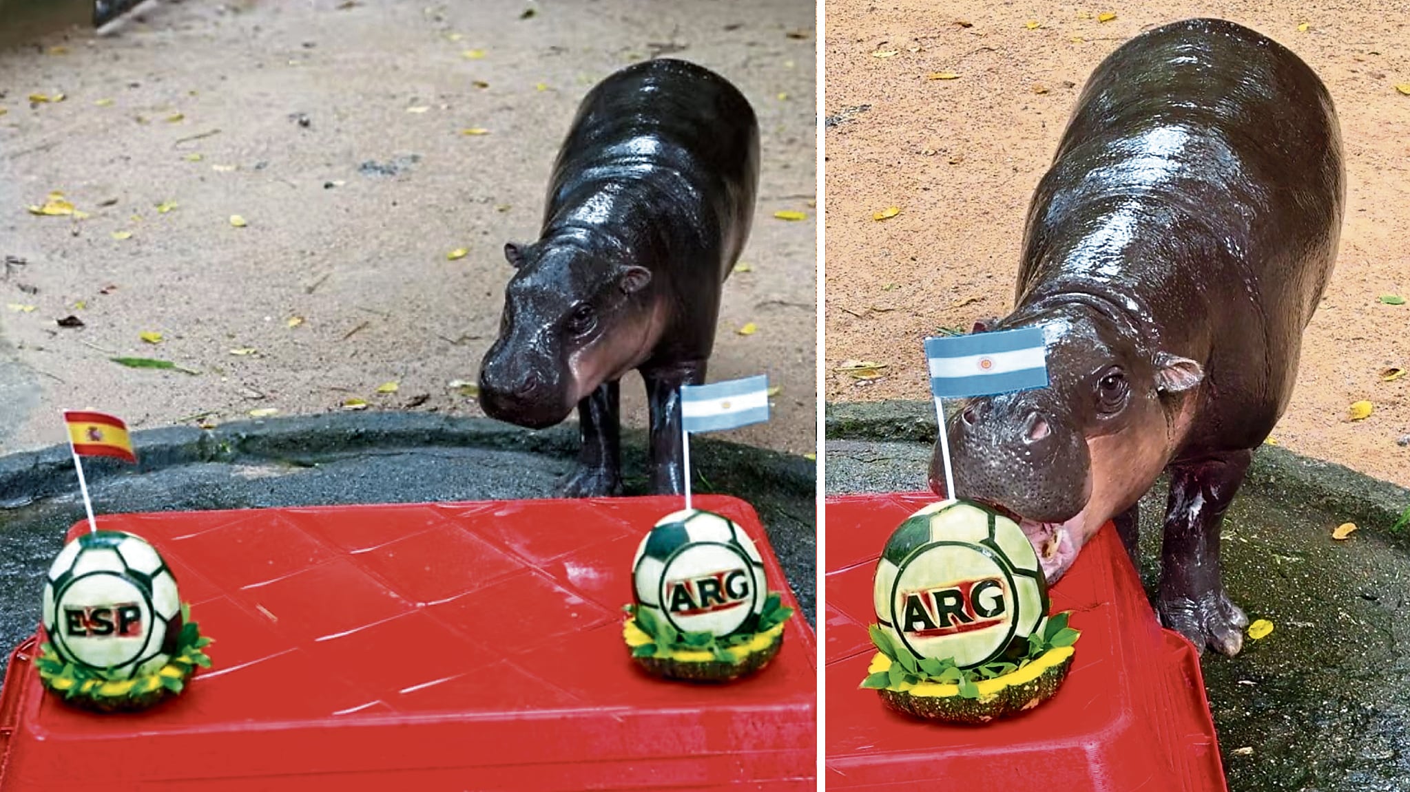 El hipopótamo pigmeo hembra Moo Deng tiene 2 años y es juguetón y amistoso.