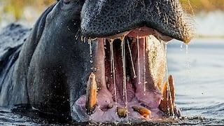 Turista muere atacado por un hipopótamo mientras tomaba fotos