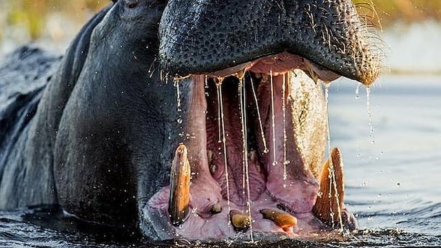 Turista muere atacado por un hipopótamo mientras tomaba fotos