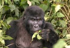 Gorilas se automedican con plantas curativas que ellos mismos seleccionan