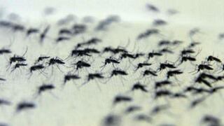 Sueltan millones de mosquitos con bacteria contra dengue, zika y chikungunya