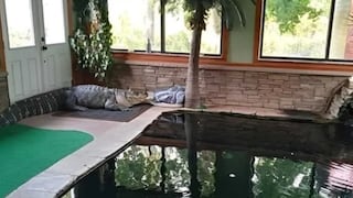 Caimán de 3.3 metros vivía en una casa con piscina y convivía con los niños, en zona cercana a Nueva York