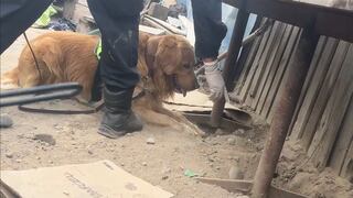 Canes descubren carga de cocaína enterrada en una vivienda en Lurigancho-Chosica
