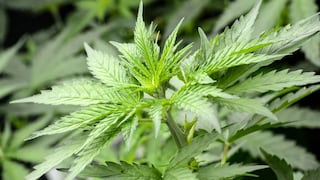 Estudio de EE.UU. señala que dos compuestos del cannabis podrían prevenir el COVID-19