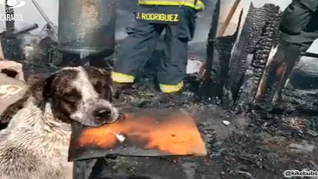 Perrito “llora” al ver su casa completamente quemada tras incendio | VIDEO 