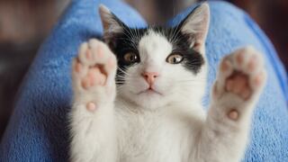 Día del gato: ¿Qué males afectan a los felinos y qué cuidado requieren?