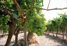 La ‘Pichi del Niño’: ¿En qué consiste esta tradición navideña en Ica?