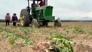 La cruda realidad: A consumir más papas