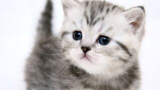 ​Día Internacional del Gato: ¿Qué es y por qué se celebra?