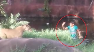 Hombre ebrio cae en medio de una manada de leones e increíblemente salva de morir (VIDEO) 