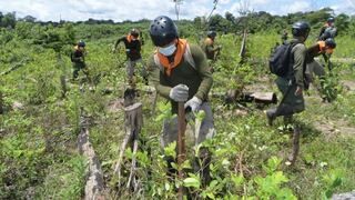 Mininter planea erradicar 18 mil hectáreas de hoja de coca ilegales hasta fin de año
