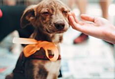 ¿Desea adoptar un perrito? Este 22 de julio organizarán feria de adopción canina en Cercado de Lima