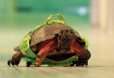 Tortuga que nació coja camina con silla de ruedas armada con piezas de lego