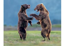 Osos que son amigos se matan de risa con un “buen chiste” durante pelea de juego