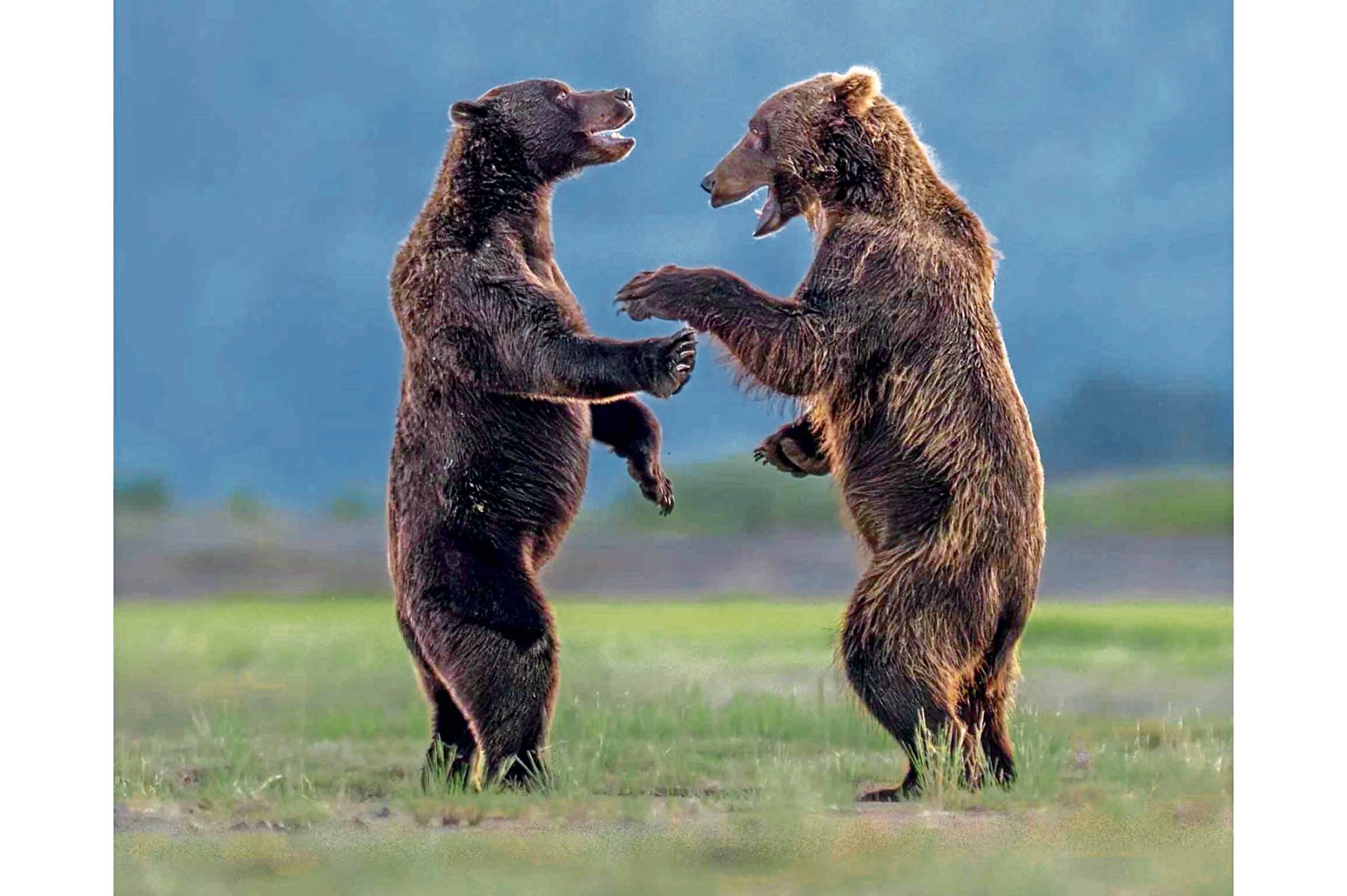 La foto “Bears Sharing a Joke” (Osos compartiendo un chiste), del fotógrafo estadounidense Charles Janson, es una obra de arte.
