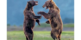 La foto “Bears Sharing a Joke” (Osos compartiendo un chiste), del fotógrafo estadounidense Charles Janson, es una obra de arte.