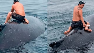 Pescador se lanza al mar para rescatar a ballena
