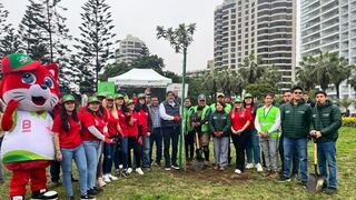 Mejoran la calidad del entorno urbano plantando árboles para reducir el impacto ambiental