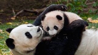 Epidemia de moquillo entre osos panda hace temer que mueran en masa