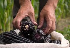 Comer para vivir: Lo bueno del maíz morado