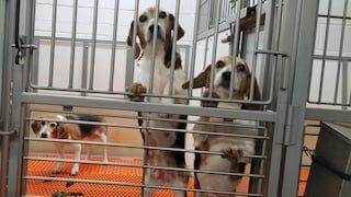 Empresa pagará 35 millones de dólares por maltratar a mansos perros beagle