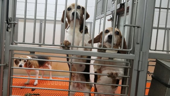 La empresa Envigo mantenía recluidos a los beagle y experimentaba con ellos, a costa la salud y la vida de los perros.