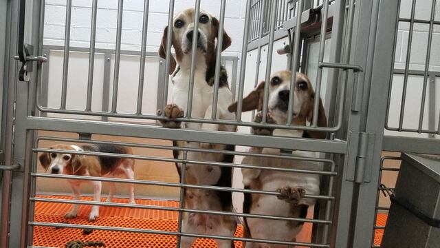 Empresa pagará 35 millones de dólares por maltratar a mansos perros beagle