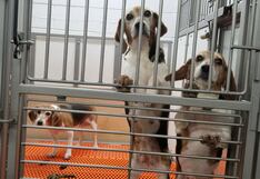 Empresa pagará 35 millones de dólares por maltratar a mansos perros beagle