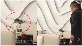 Facebook: captan rata gigante al interior de lujoso restaurante de San Isidro (VIDEO)