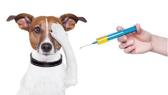 Las vacunas con las que debe contar tu perro