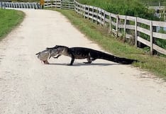 Estados Unidos: caimán cruza una pista cada vez que va por su almuerzo