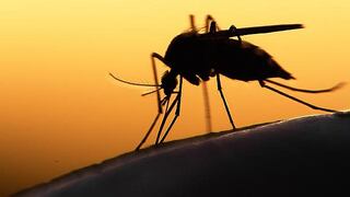 Si tuviste dengue, puede ser que seas inmune al temible zika