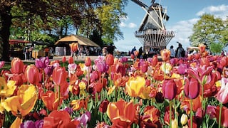 Países Bajos: vistosas flores atraen a turistas de todo el mundo