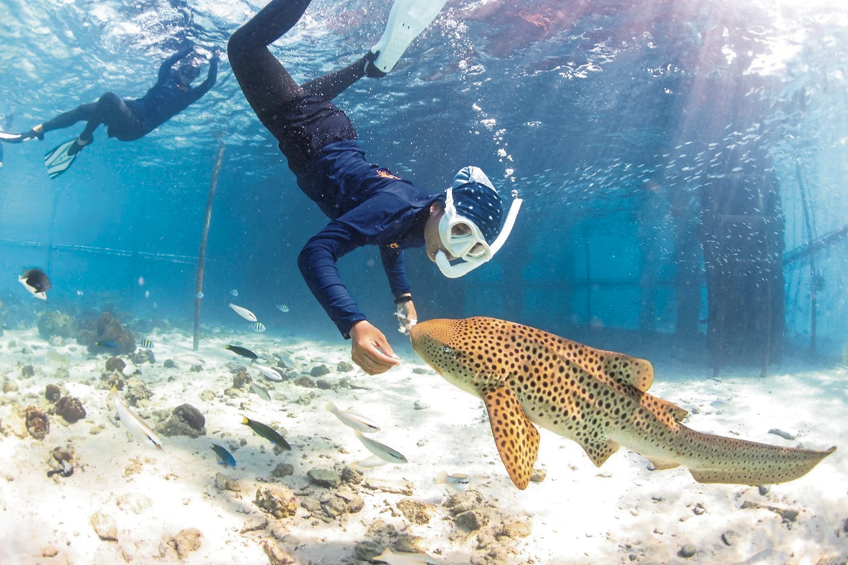 Tailandia reintroduce al tiburón leopardo indo-pacífico: conservacion con toque de show y spa marino