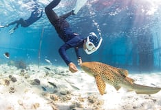 Sueltan a tiburones leopardo, que son mansitos con humanos, después de criarlos