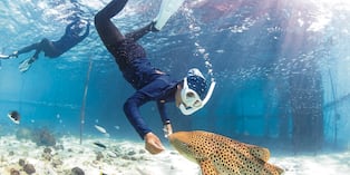 Un tiburón leopardo es guiado hacia su libertad.