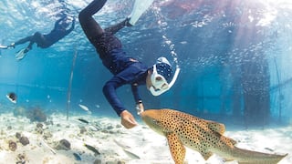 Sueltan a tiburones leopardo, que son mansitos con humanos, después de criarlos