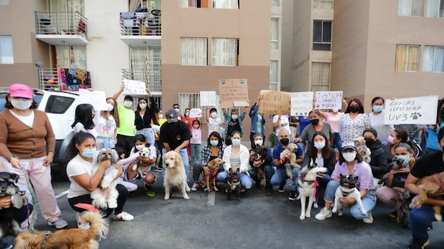 Extrabajador del Congreso agredió a perrito bulldog “Max”: vecinos exigen que no sea devuelto a familia de agresor | FOTOS