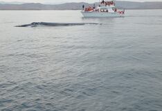 Piden crear áreas protegidas para preservar el corredor azul del Pacífico y salvar ballenas